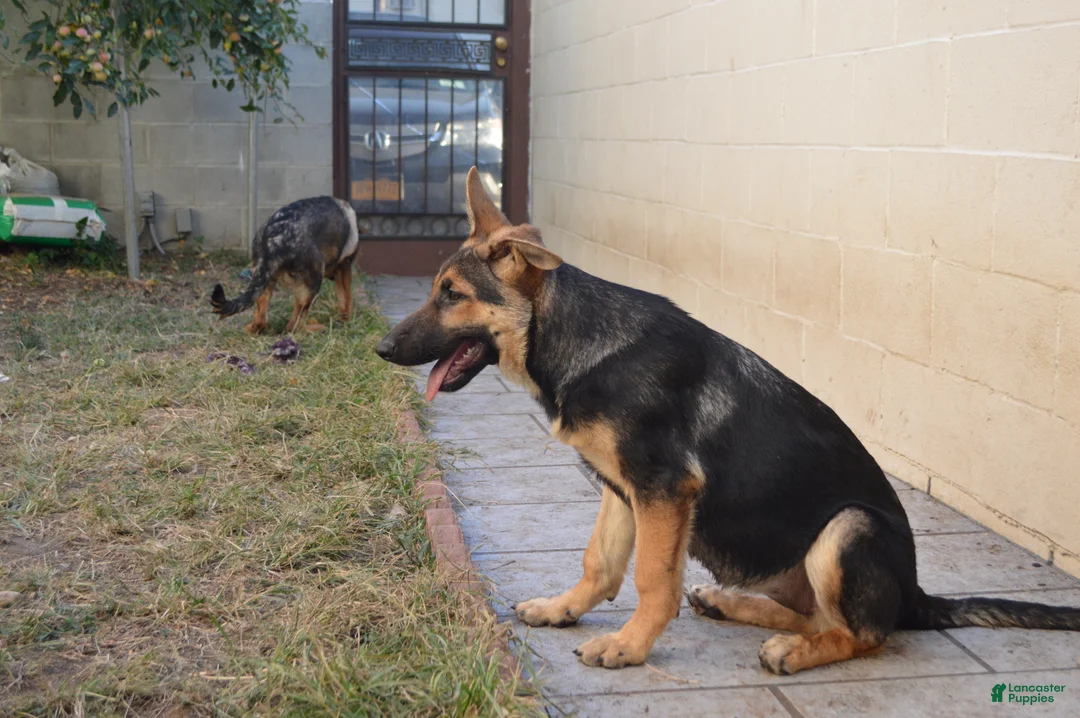 German Shepherd dogs for sale: Yellow - Ad 9