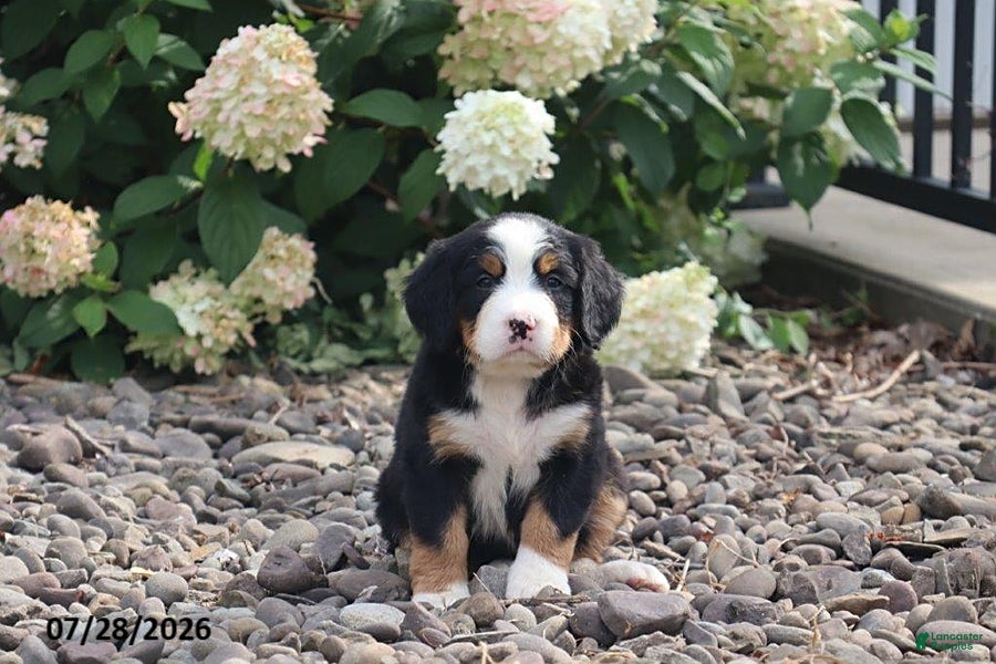 Bernese Mountain Dog dogs for sale: Shasta - Ad 4