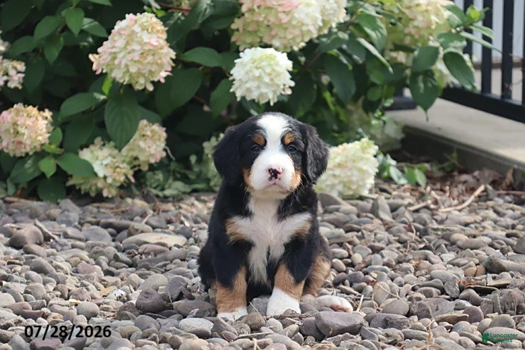 Bernese Mountain Dog dogs for sale: Shasta - Ad 1