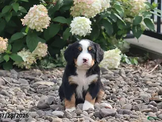 Bernese Mountain Dog dogs Shasta - Ad 7