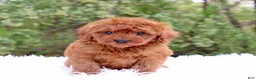 Cavapoo dogs for sale: Mr. Rusty - Ad 4