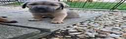 Cane Corso dogs for sale: Zeus - Ad 3