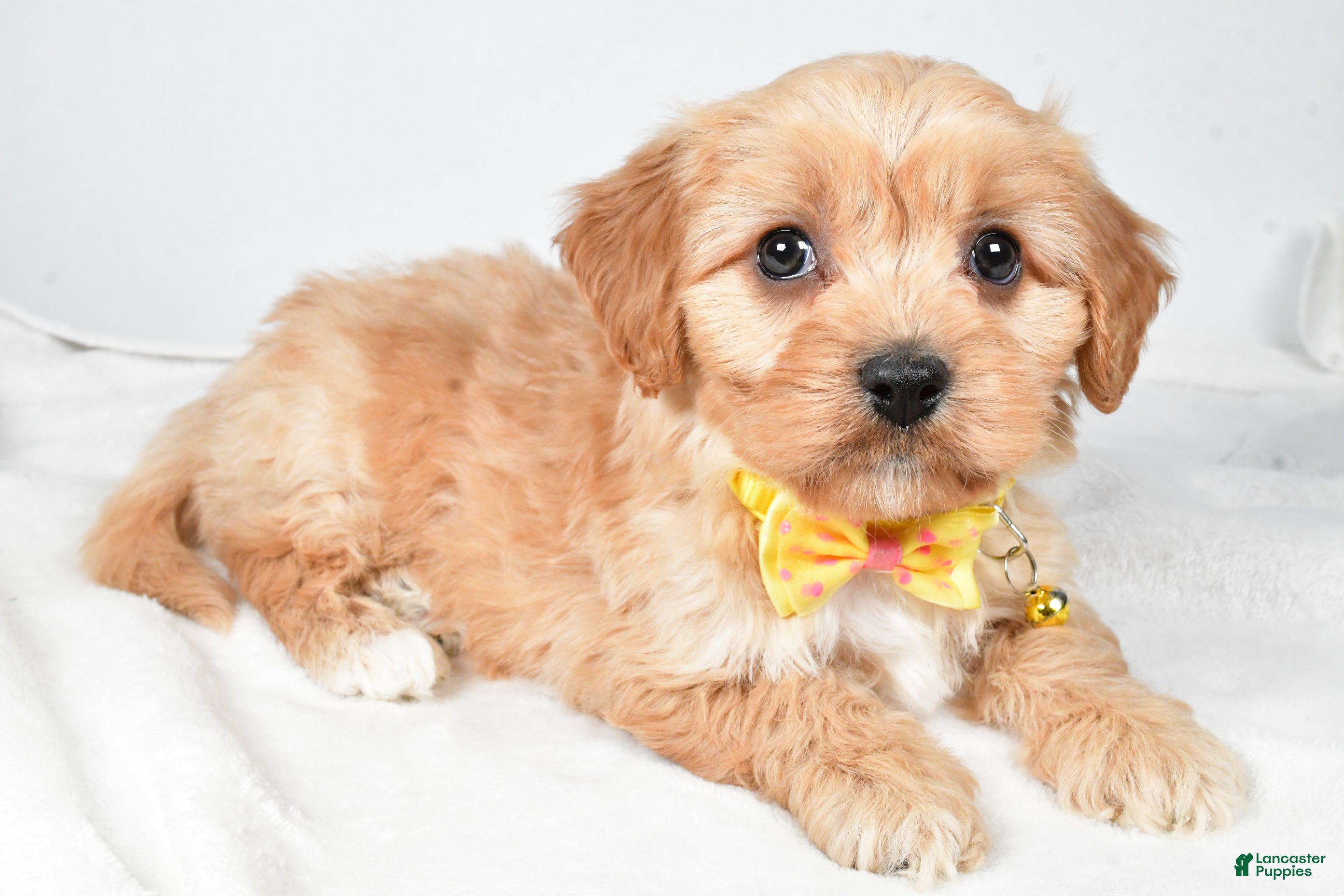 Cavachon dogs Gary - Ad 19