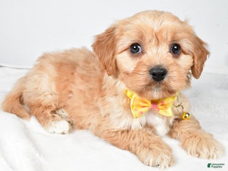 Cavachon dogs Gary - Ad 10