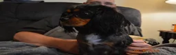 Cavalier King Charles Spaniel dogs for sale: Cavalier King Charles Spaniel Puppy 1 - HUEY - Ad 25