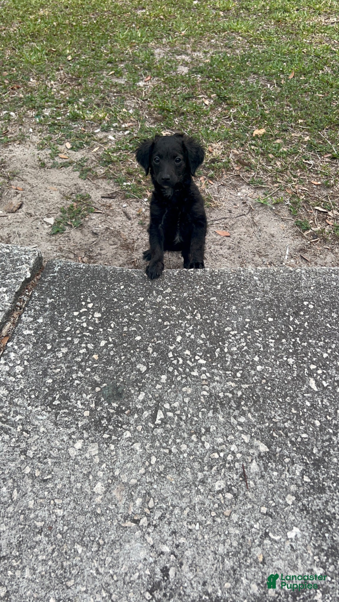 Cockapoo dogs Cockapoo Puppy 1 - Ad 9