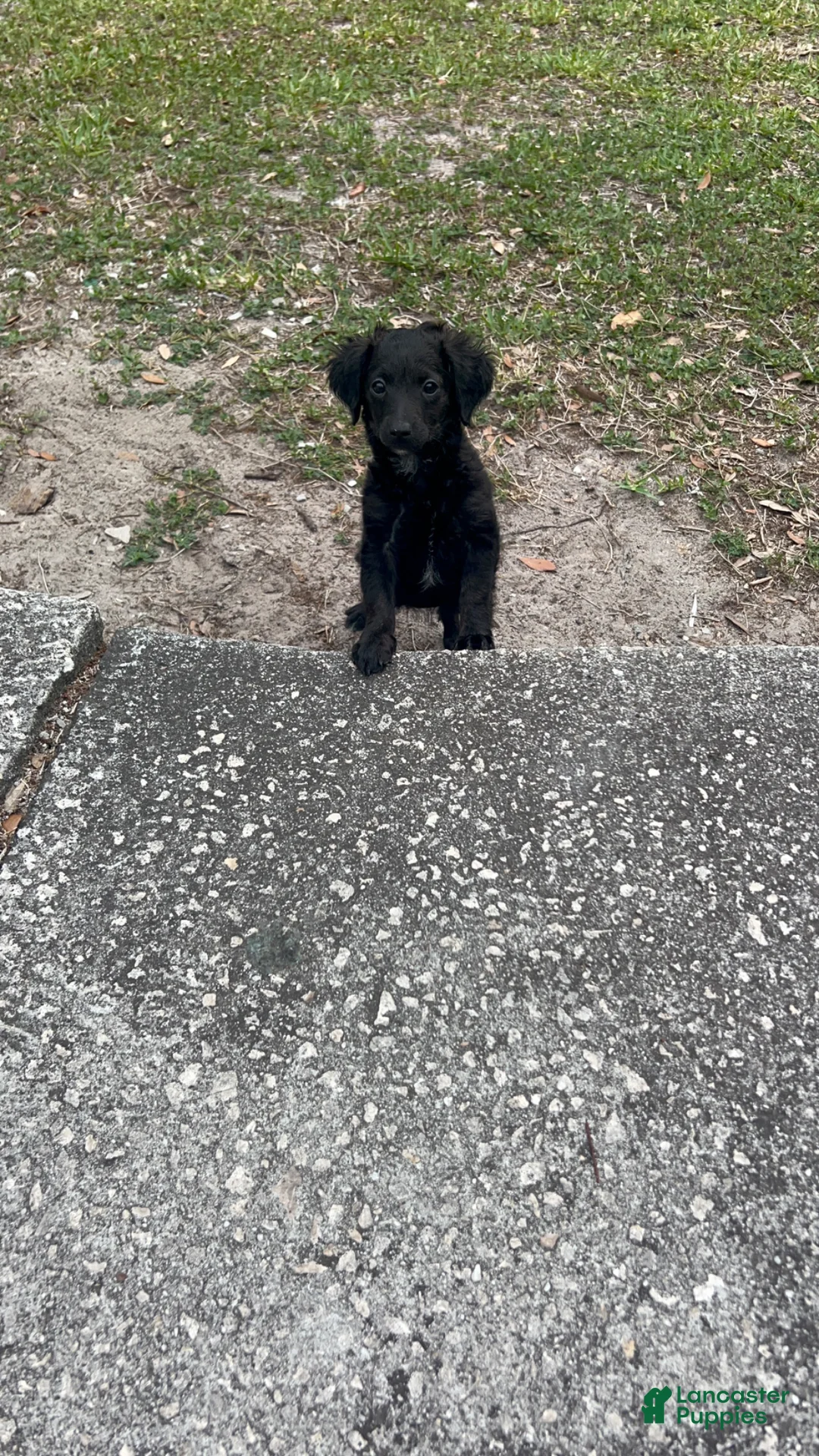 Cockapoo dogs for sale: Cockapoo Puppy 1 - Ad 1