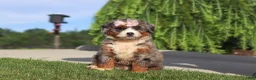 Mini Bernedoodle dogs for sale: Butter - Ad 3