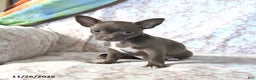 Chihuahua dogs for sale: Moose - Ad 2
