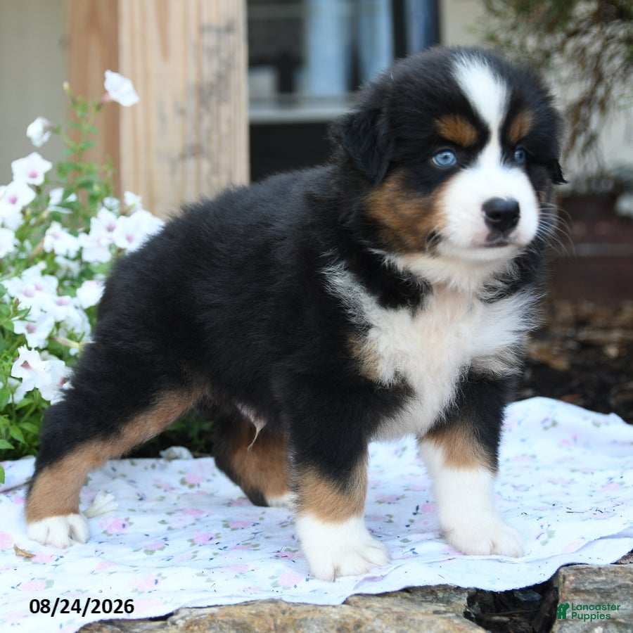 Miniature Australian Shepherd dogs Wollie - Ad 2
