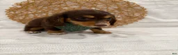 Miniature Dachshund dogs for sale: Rowan - Ad 15