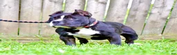 American Bully dogs for sale: Pepe - Ad 4