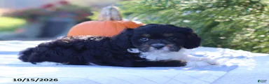 Cooper