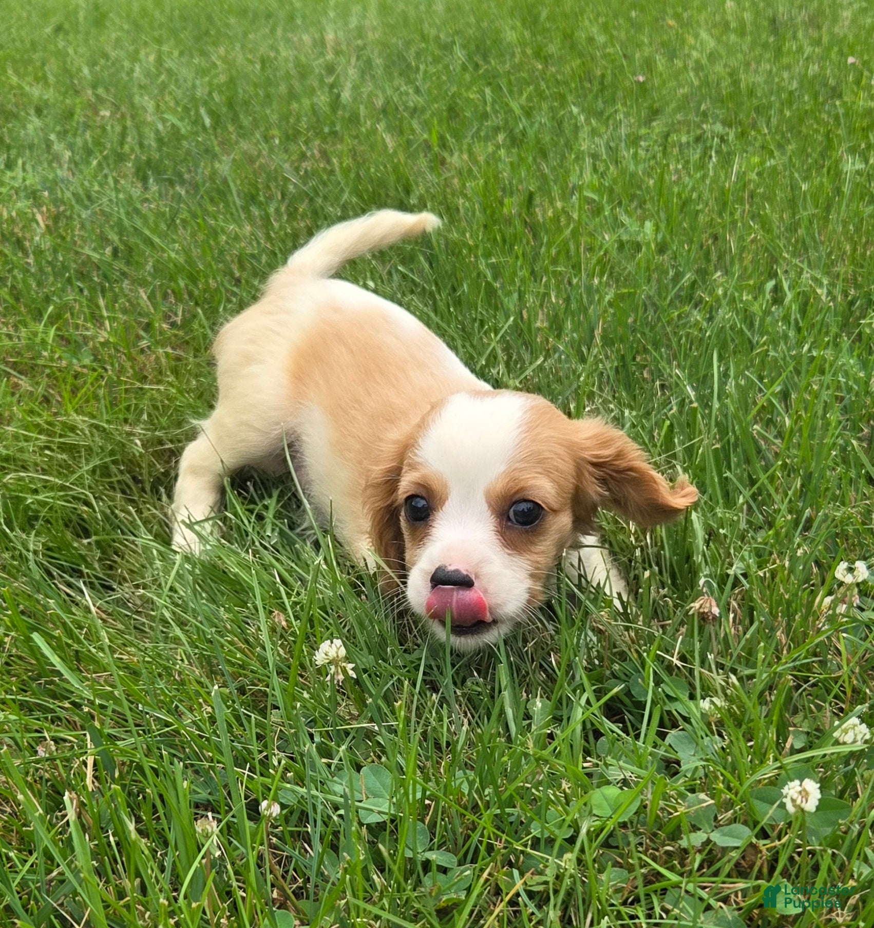 Cavalier King Charles Spaniel dogs Rider - Ad 2