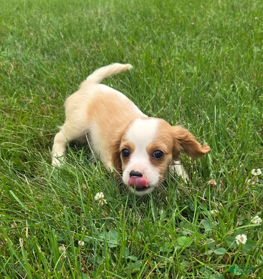 Cavalier King Charles Spaniel dogs for sale: Rider - Ad 2