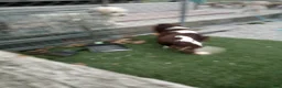 Cavalier King Charles Spaniel dogs for stud: Duke  - Ad 4