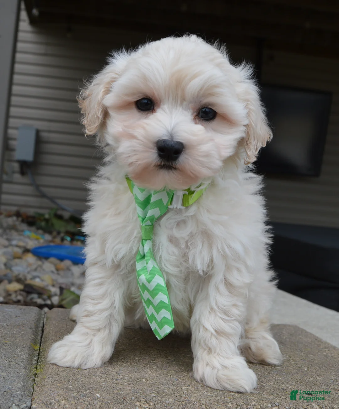 Maltipoo dogs for sale: Milo - Ad 2