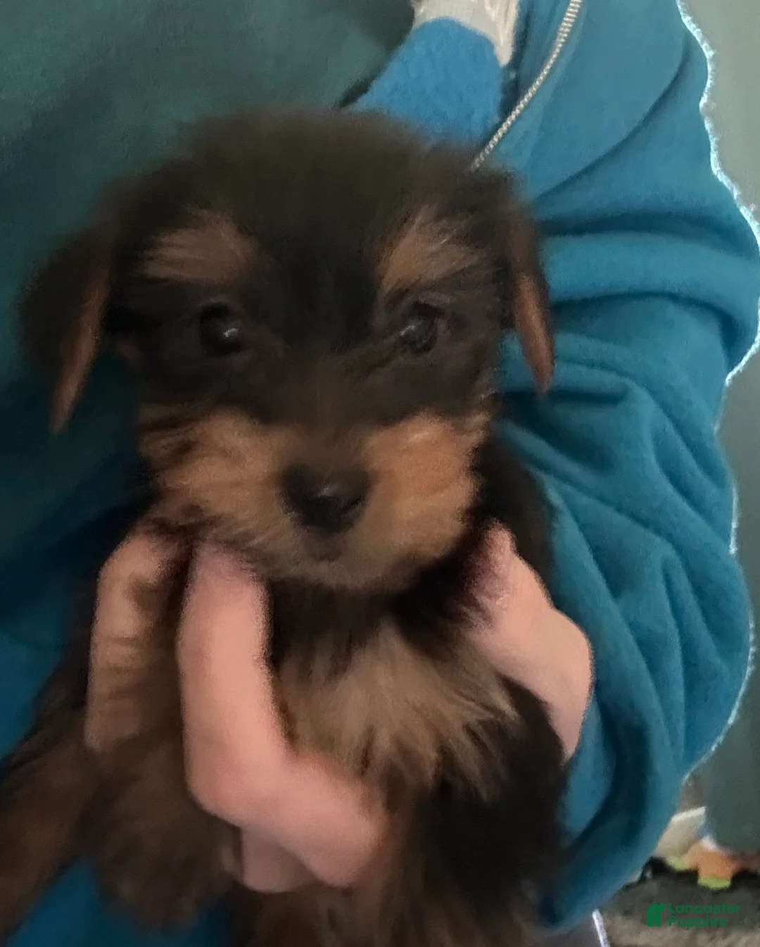 Yorkshire Terrier dogs for sale: Yorkshire Terrier Puppy 2 - Ad 1