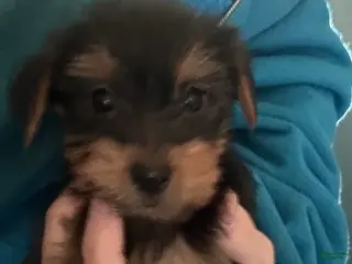 Yorkshire Terrier dogs Yorkshire Terrier Puppy 2 - Ad 13