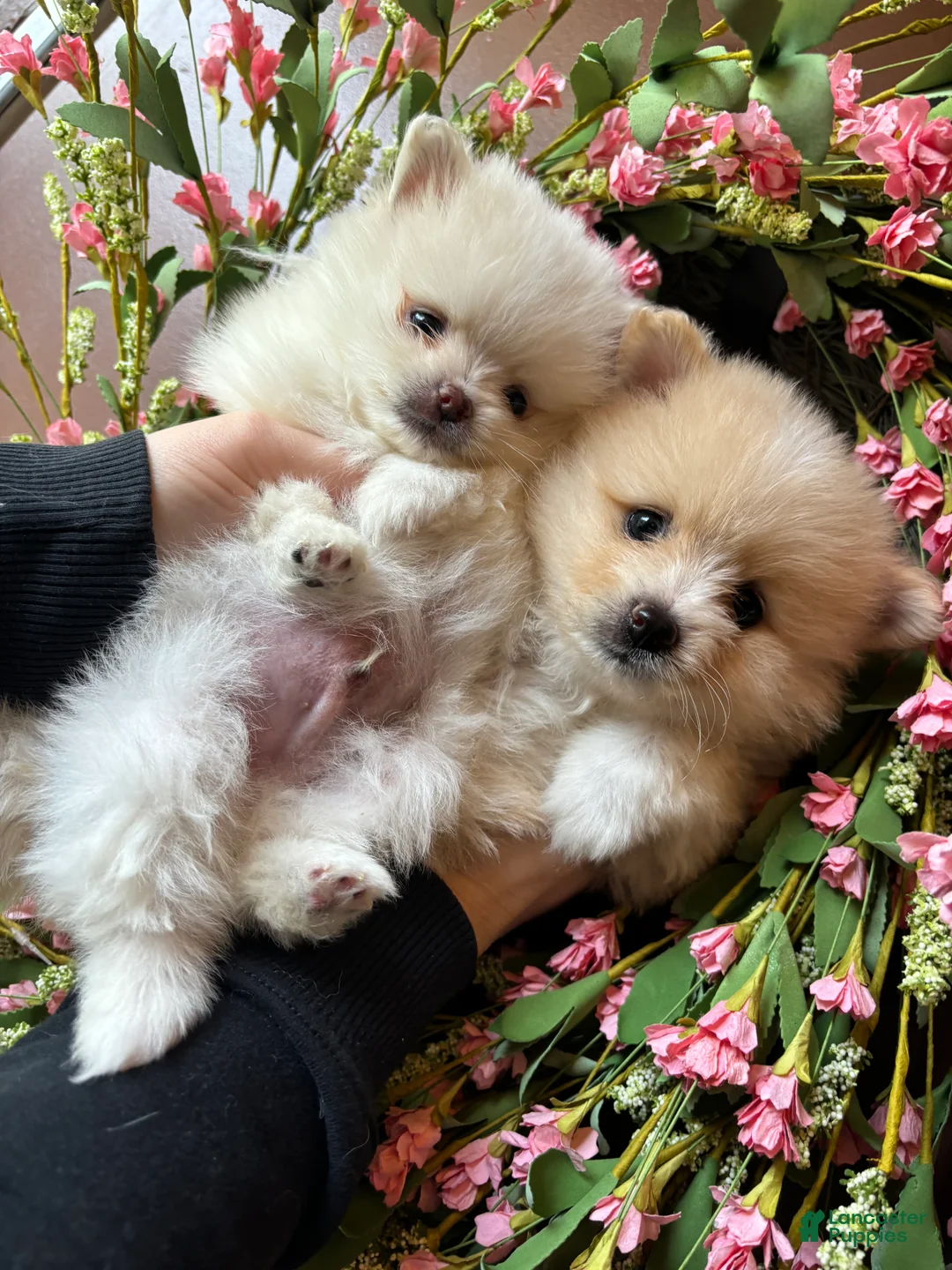 Pomeranian dogs for sale: Pomeranian Puppy 1 - Ad 1