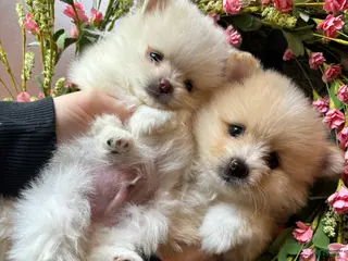 Pomeranian dogs Pomeranian Puppy 1 - Ad 1