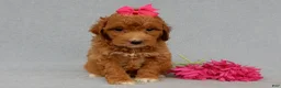 Mini Goldendoodle dogs for sale: Betsie - Ad 5