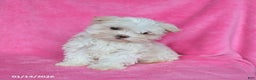 Maltese dogs for sale: Penelope - Ad 3