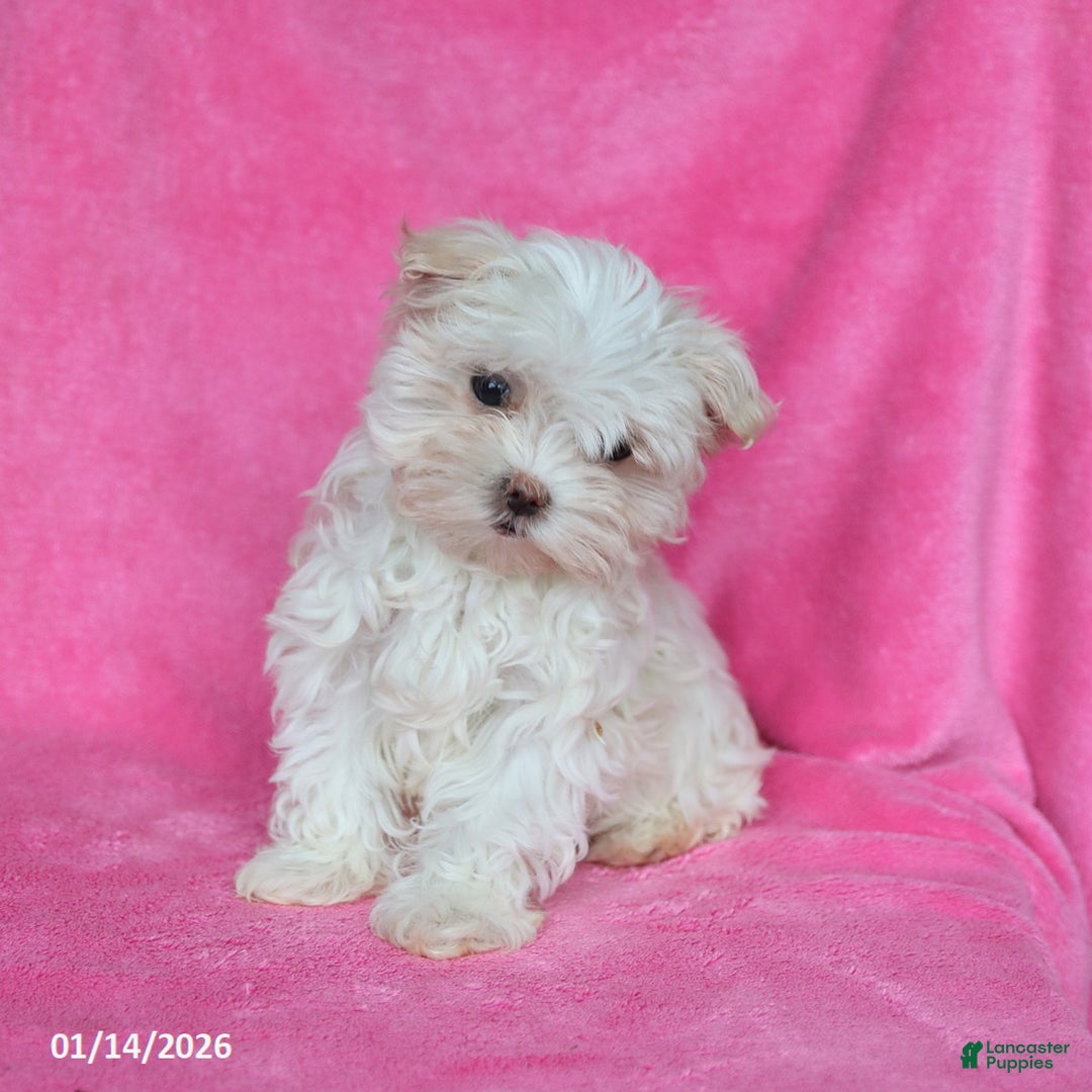 Maltese dogs for sale: Penelope - Ad 3