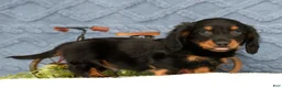 Miniature Dachshund dogs for sale: Jax - Ad 6