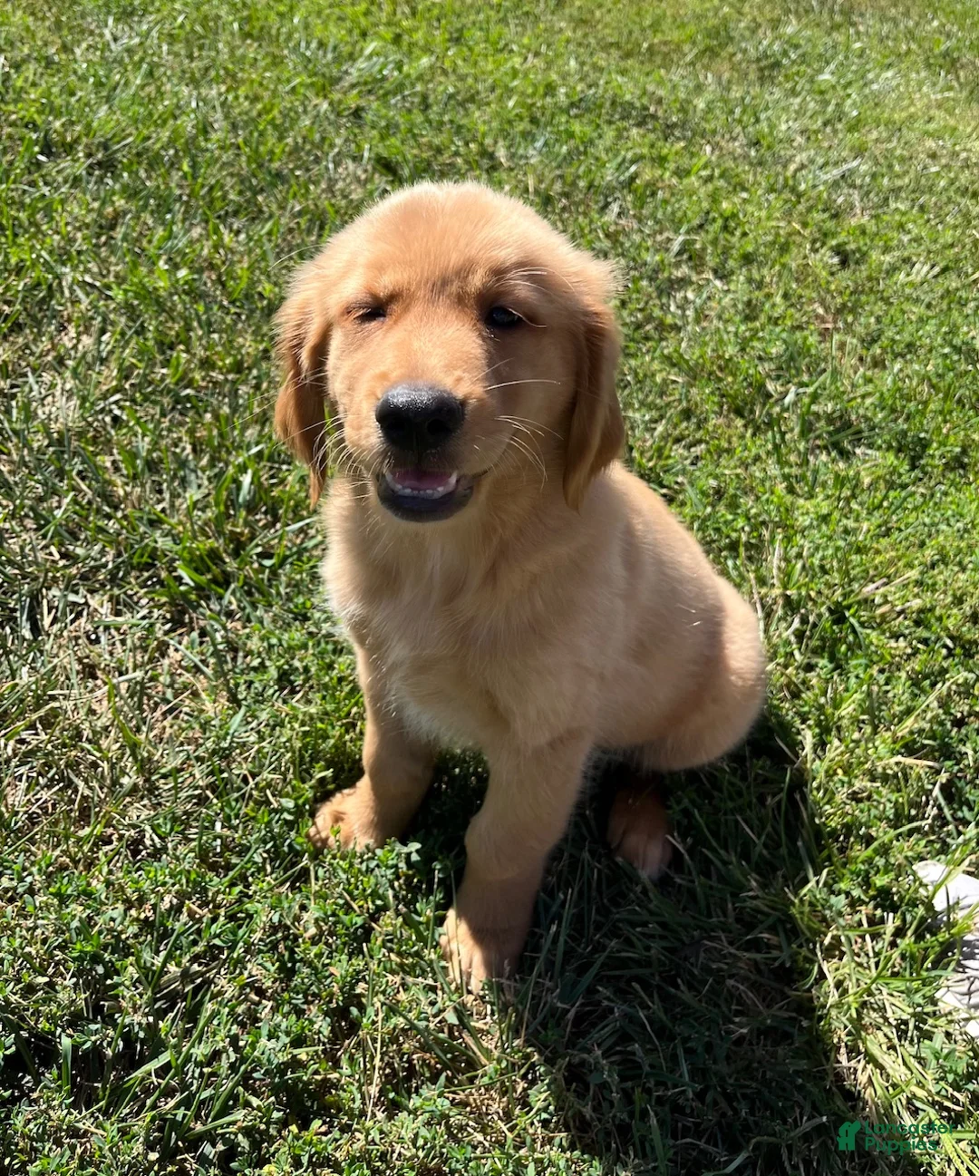 Golden Retriever dogs for sale: James - Ad 3