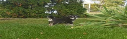Great Pyrenees dogs for sale: Fiona - Ad 2