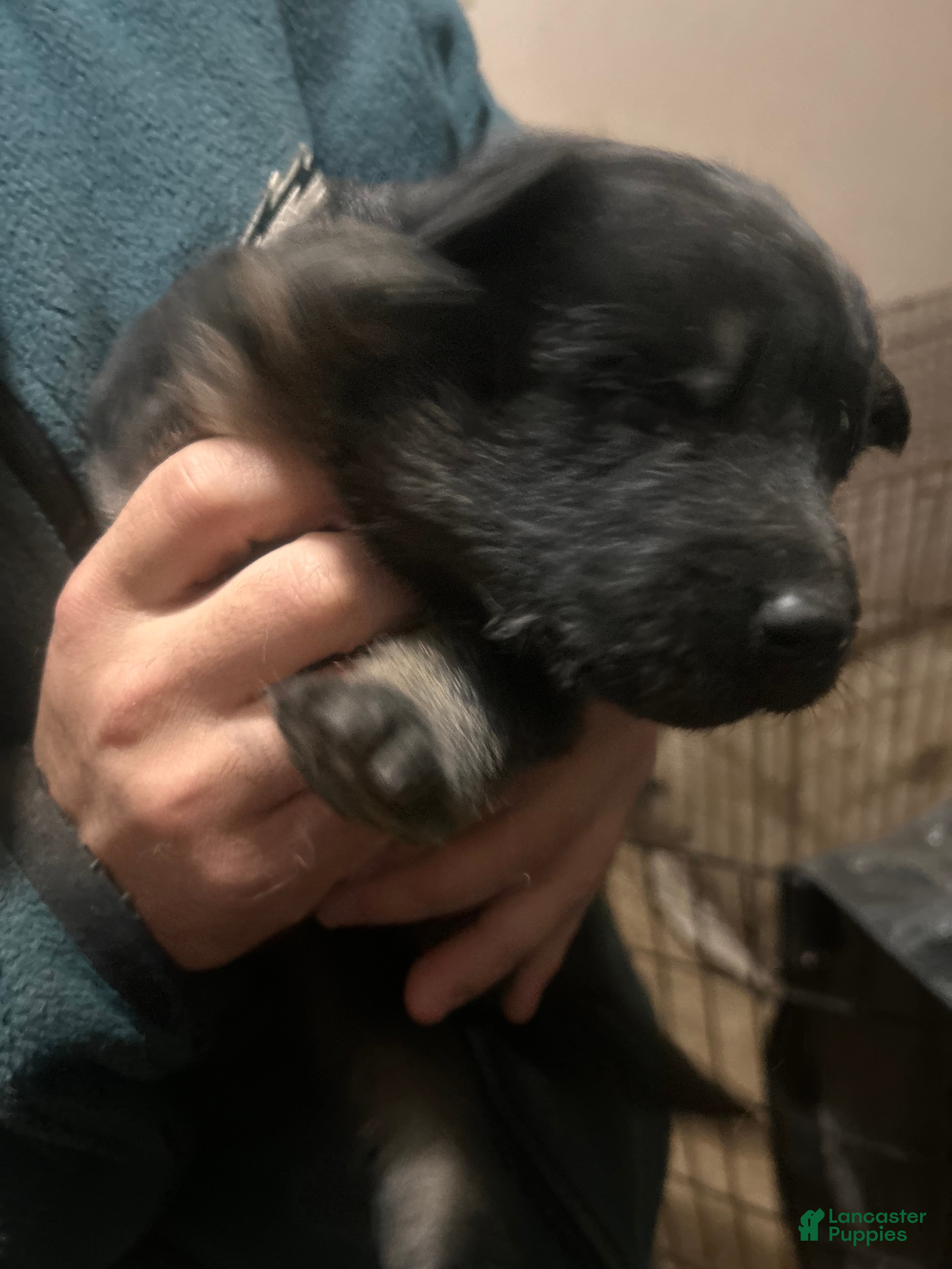 German Shepherd dogs German Shepherd Puppy 1 - Ad 30