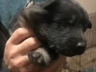 German Shepherd dogs German Shepherd Puppy 1 - Ad 30