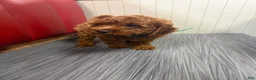 Cavapoo dogs for sale: Chucky🐾✅ - Ad 6