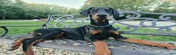 Doberman Pinscher dogs for sale: Malcolm - Ad 7