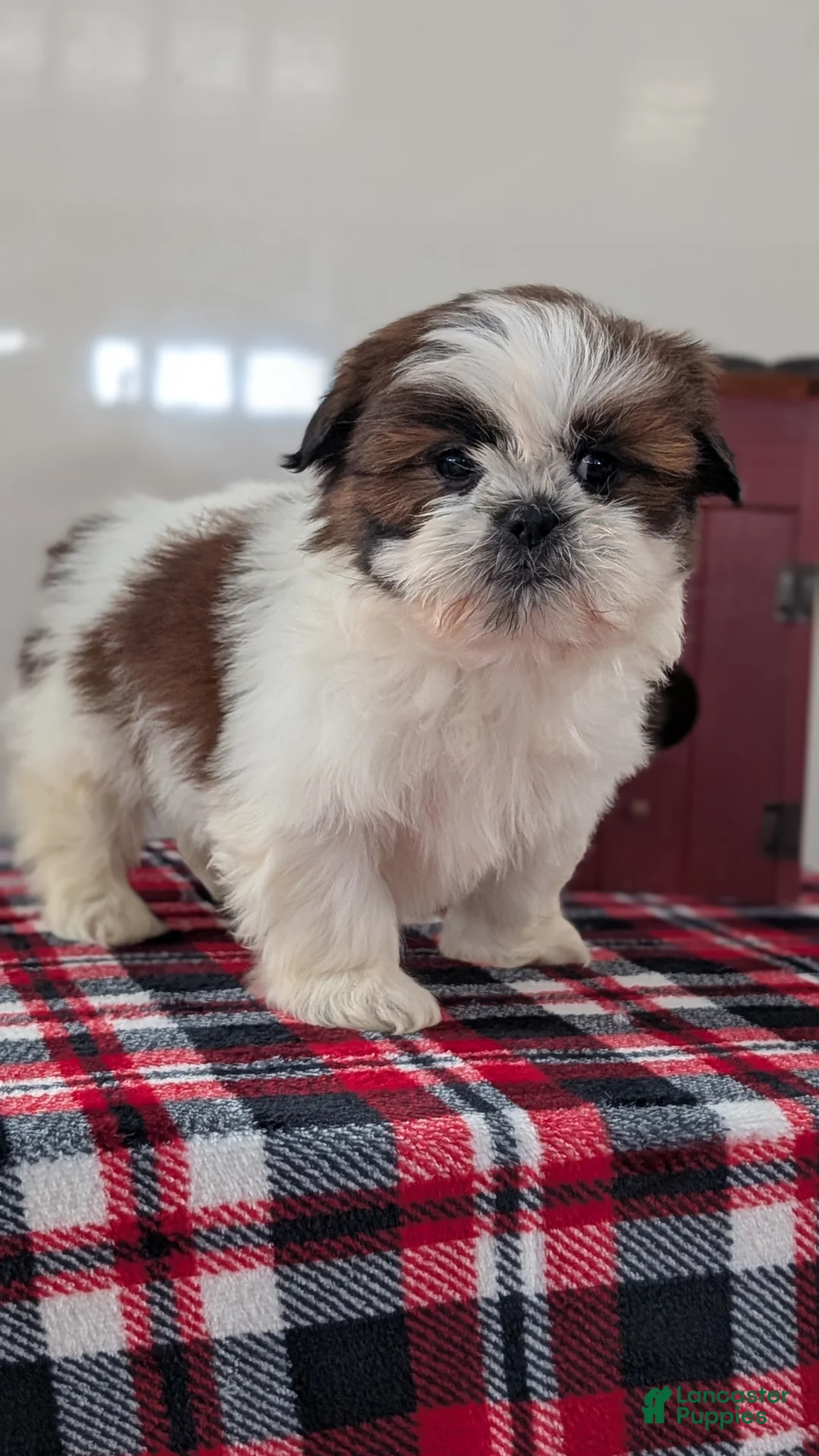 Shih Tzu dogs for sale: Charlie - Ad 4