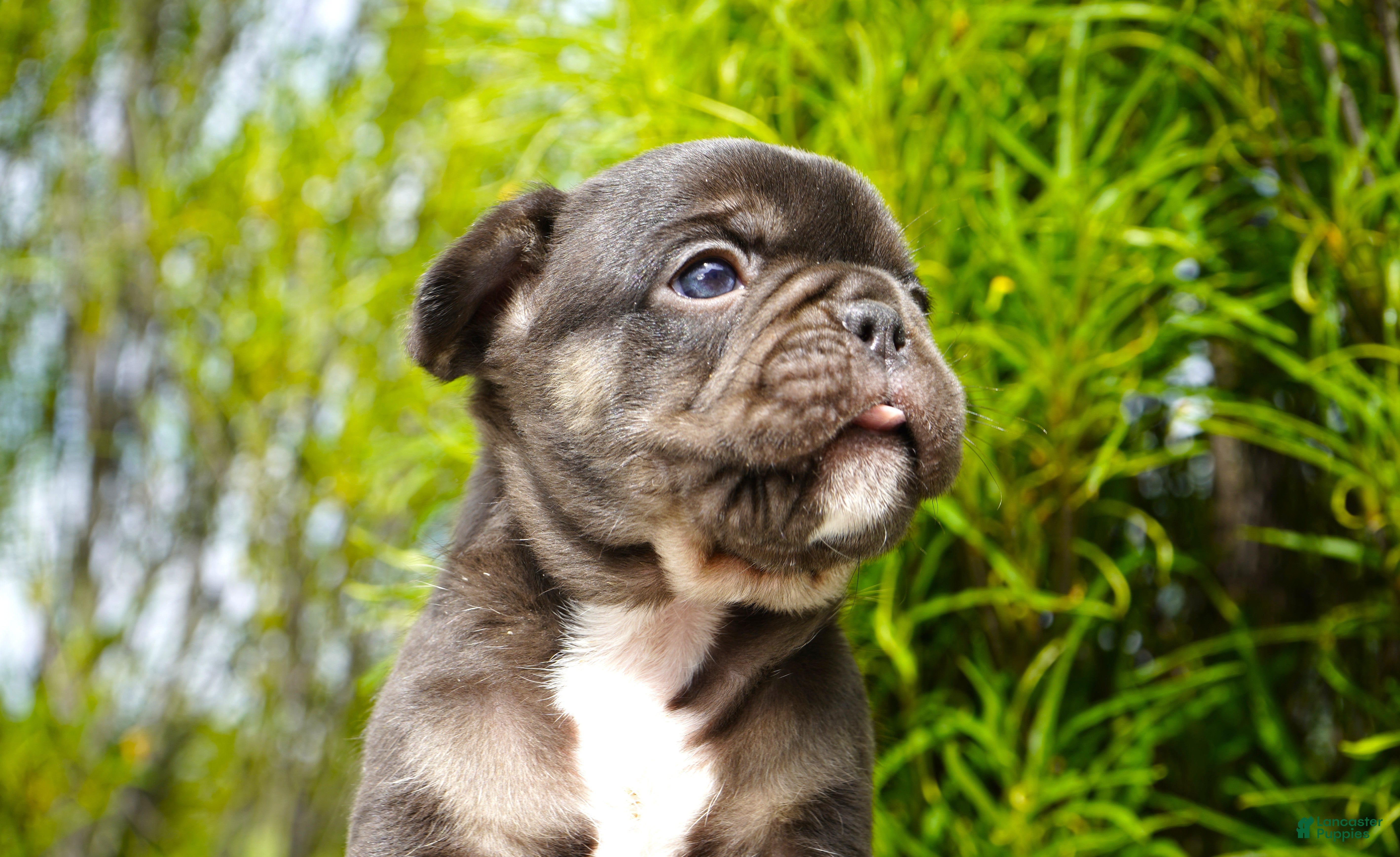 French Bulldog dogs Truffle - Ad 2