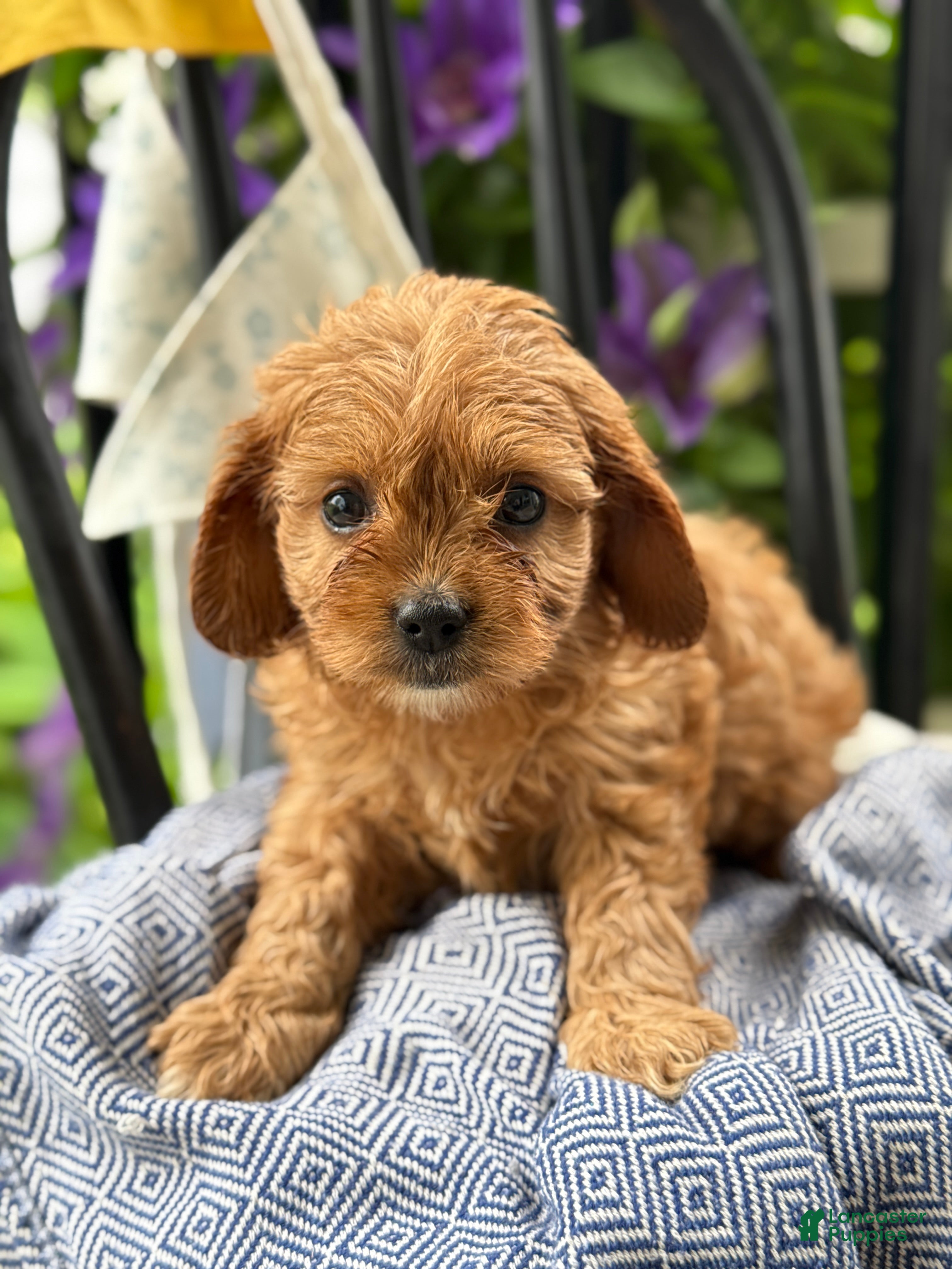Cavapoo dogs Jinger - Ad 1