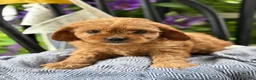 Cavapoo dogs for sale: Jinger - Ad 1