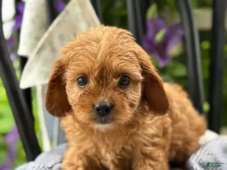 Cavapoo dogs for sale: Jinger - Ad 3