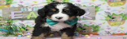 Bernese Mountain Dog dogs for sale: Cooper  - Ad 3