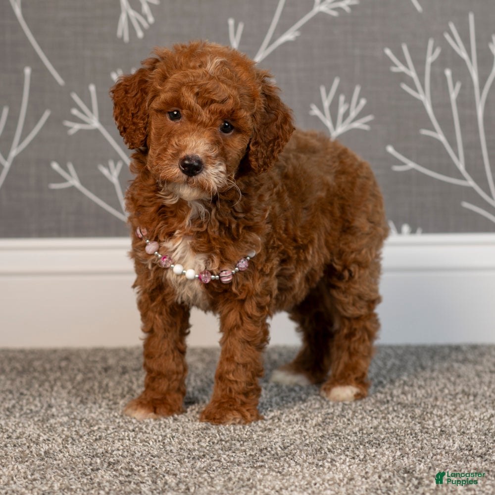 Puppy Standard Poodle Apartment HOT Miniature Poodle Russian