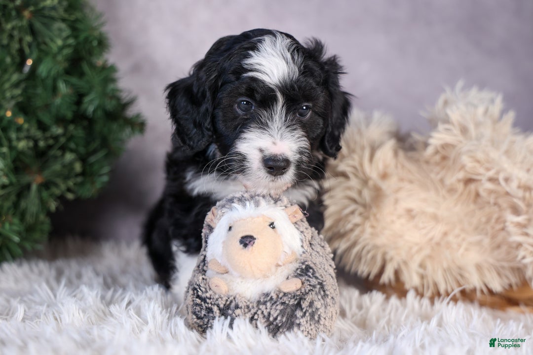 Mini Aussiedoodle dogs for sale: Payday - Ad 13