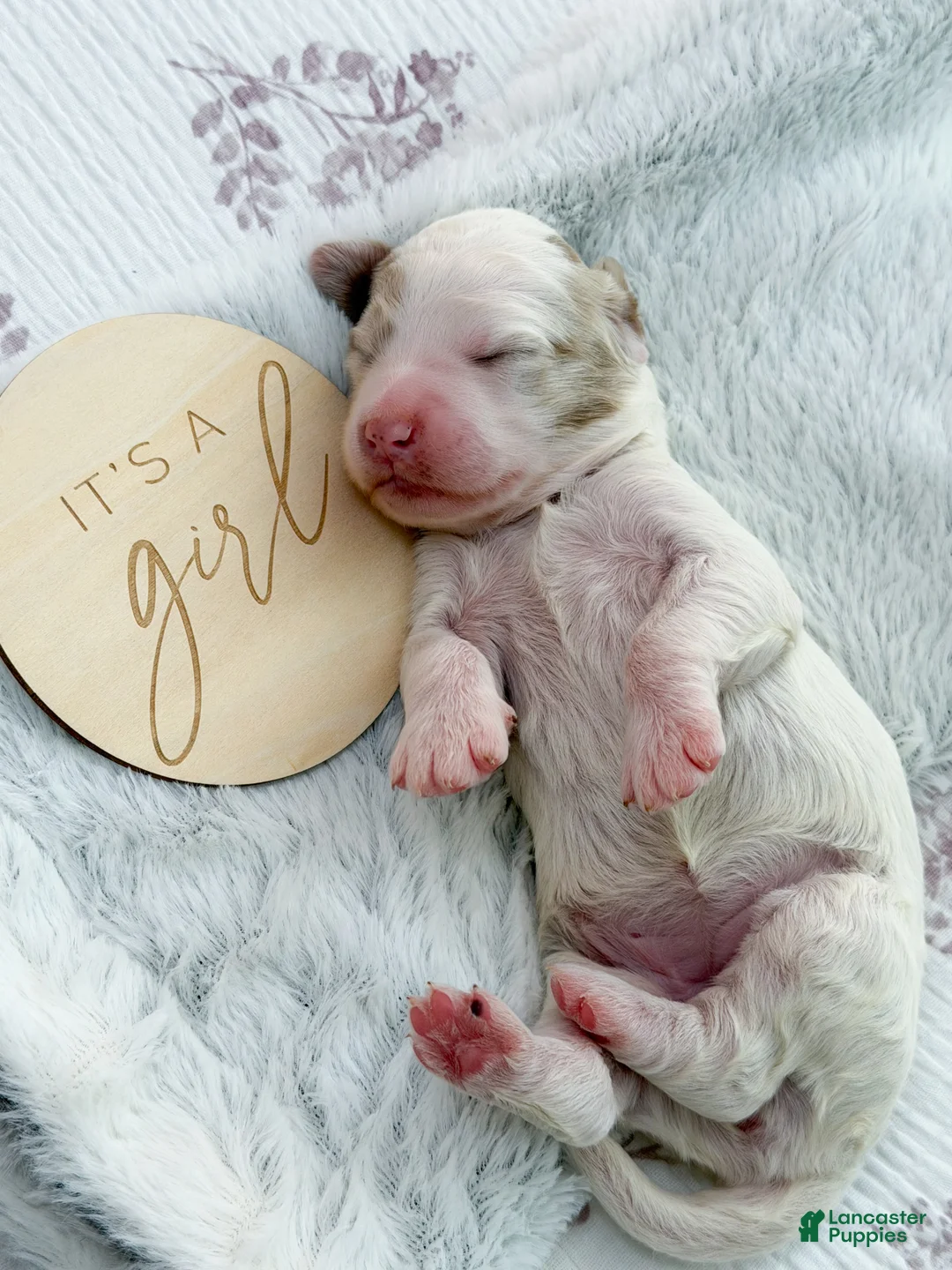 Goldendoodle dogs for sale: Amelia  - Ad 2