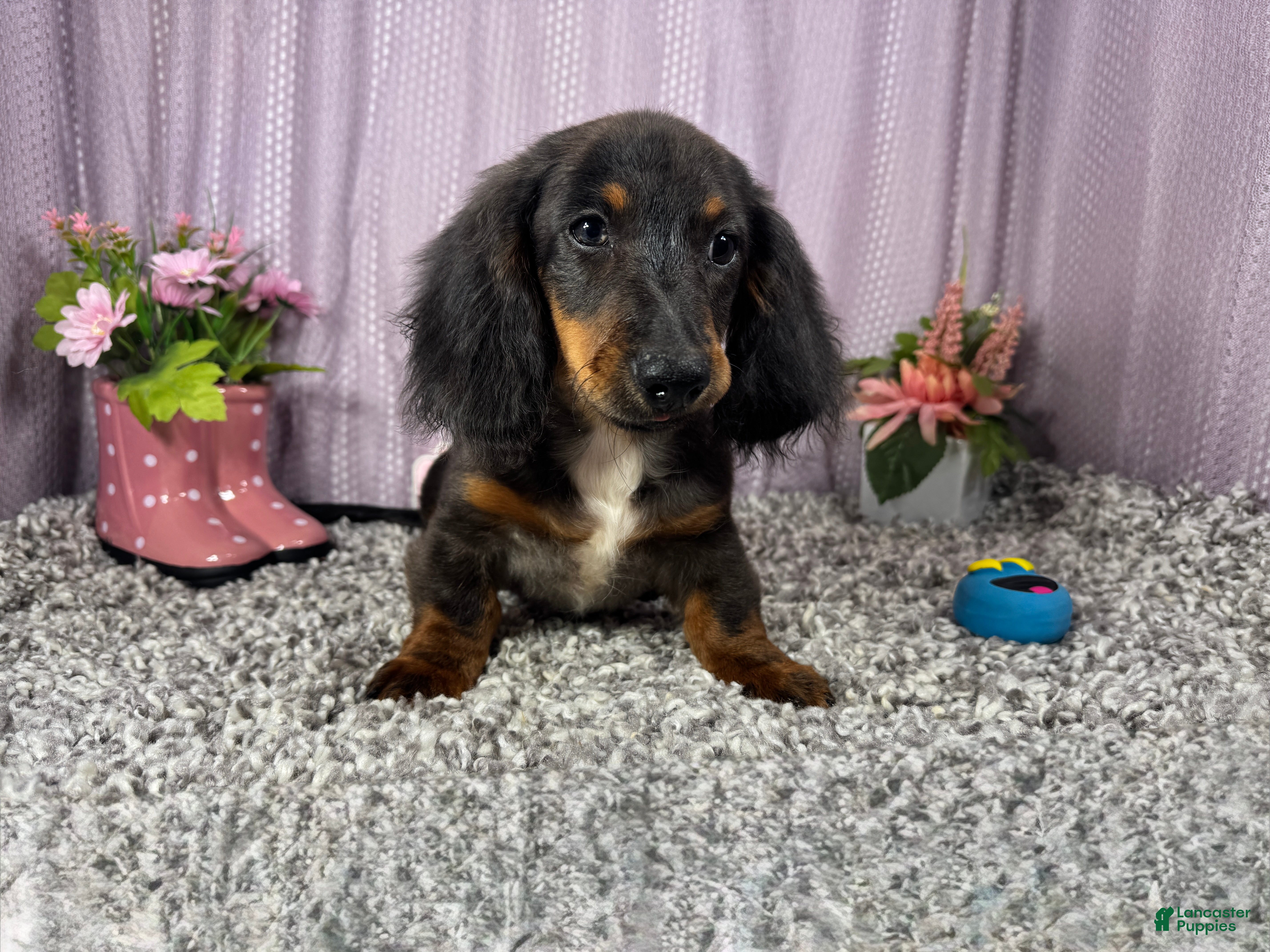 Miniature Dachshund dogs Miniature Dachshund 1 - Ad 12
