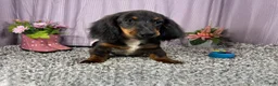 Miniature Dachshund dogs for sale: Miniature Dachshund 1 - Ad 1