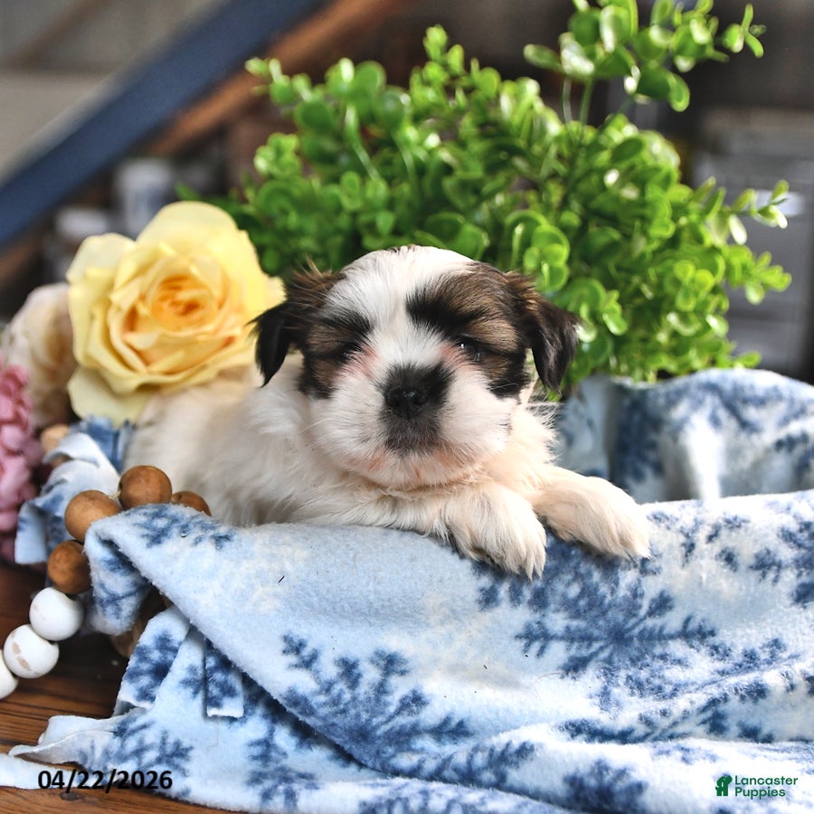 Shorkie dogs Jade - Ad 2