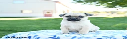 Jug dogs for sale: Acorn - Ad 3