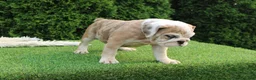 English Bulldog dogs for sale: Daisy - Ad 6