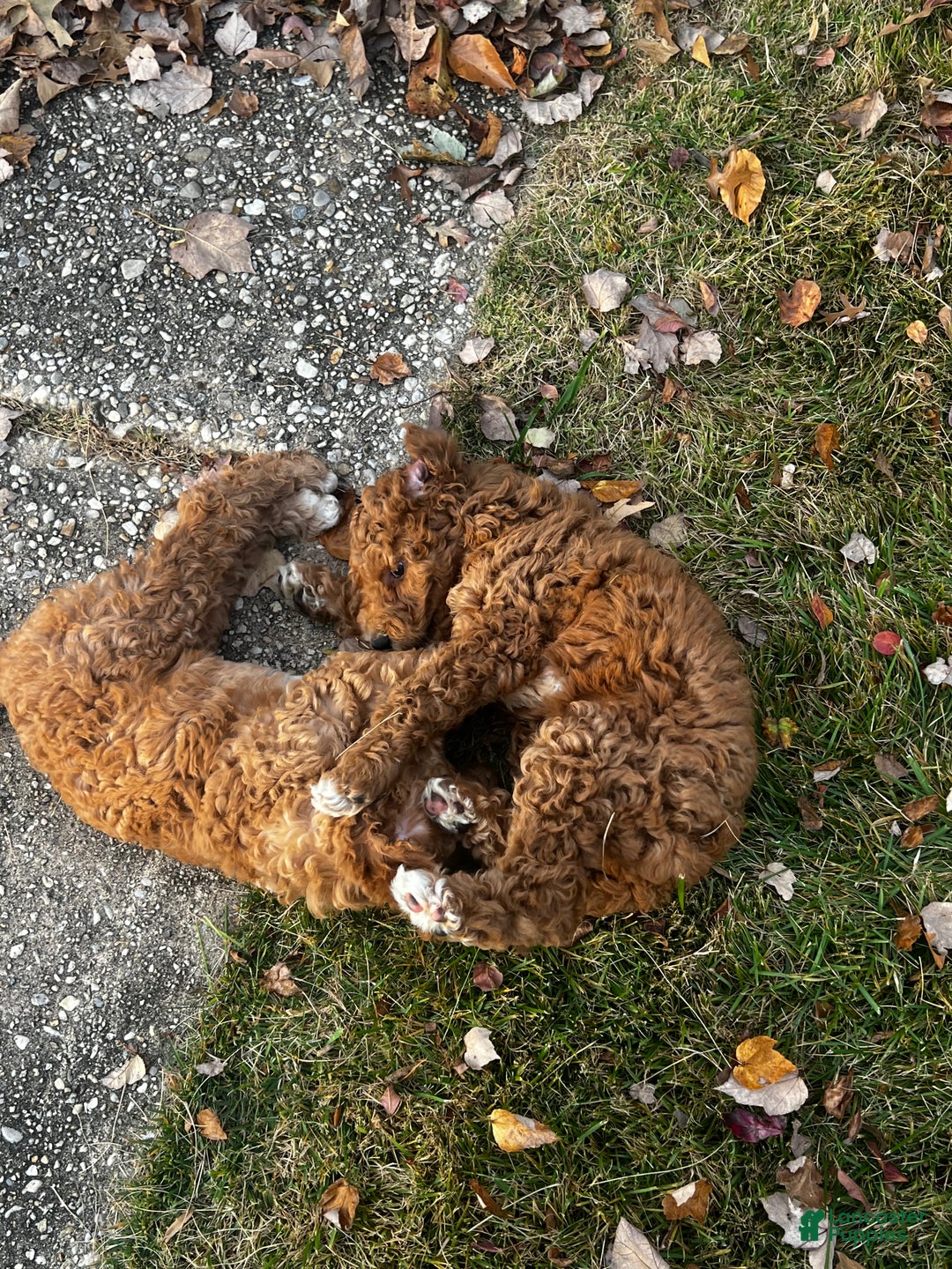Standard Poodle dogs for sale: Standard Poodle Puppy 1 - Ad 6
